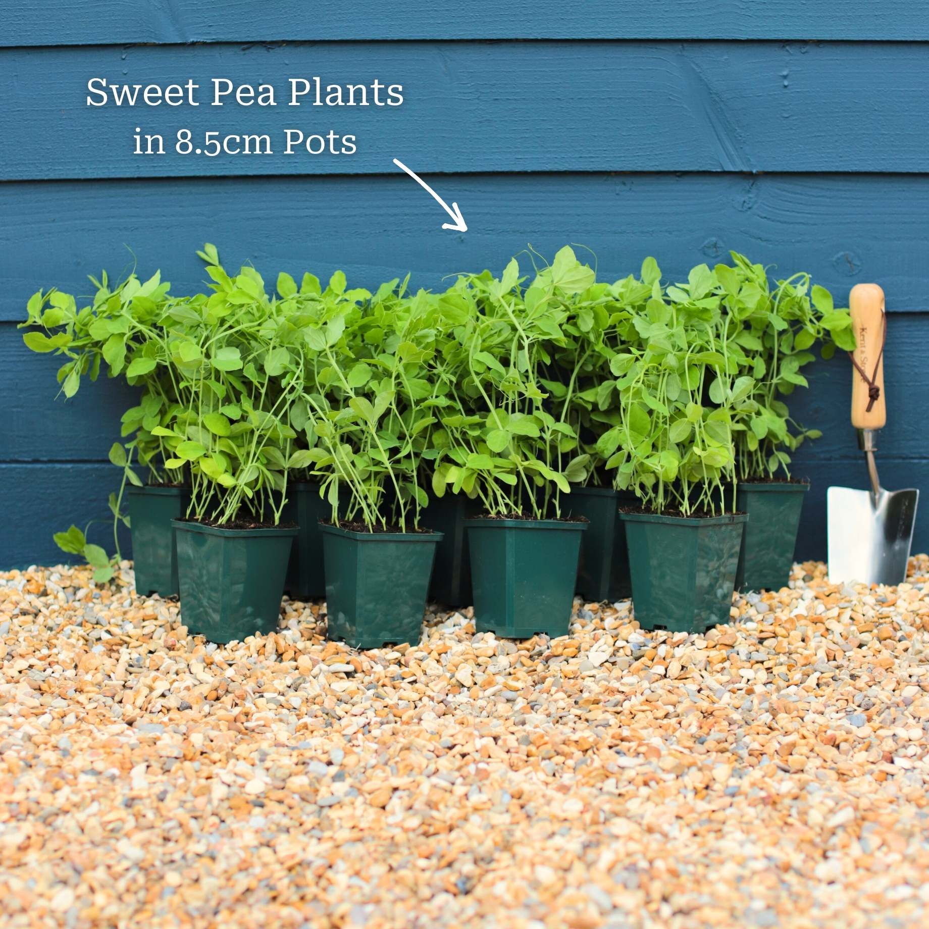 'Midnight' Sweet Pea Plant - Image 6