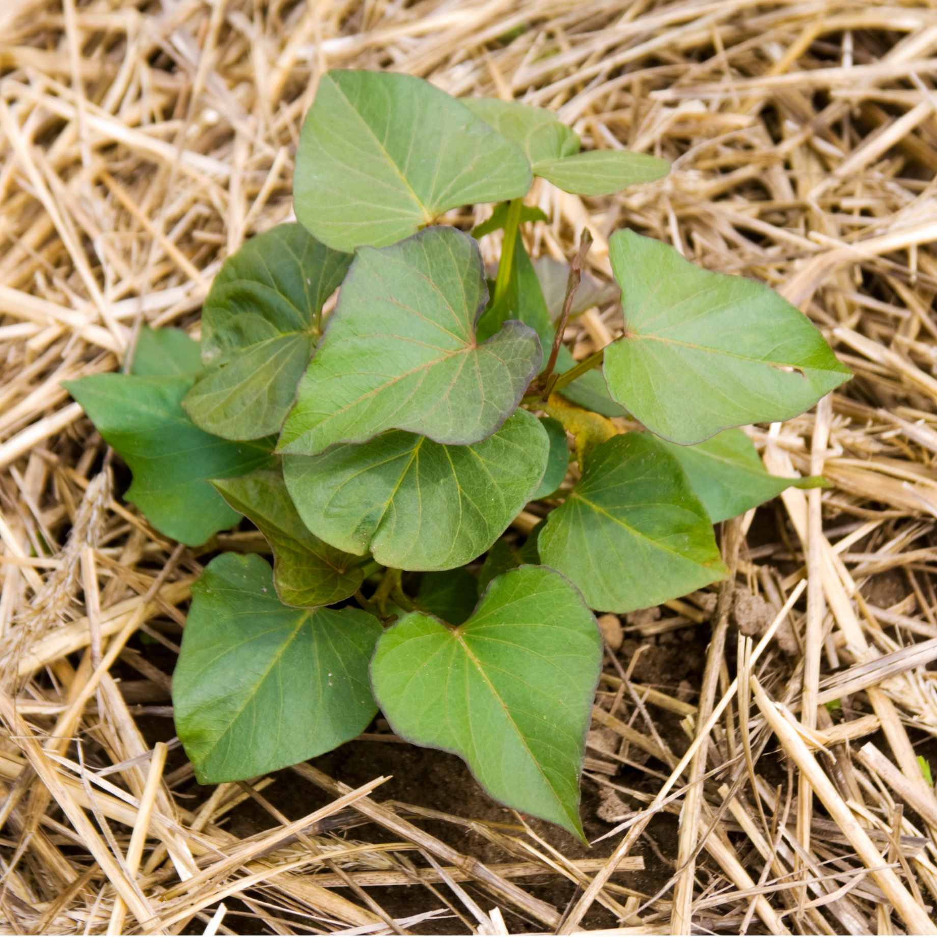 'Beauregard' Sweet Potato Plant - Image 2