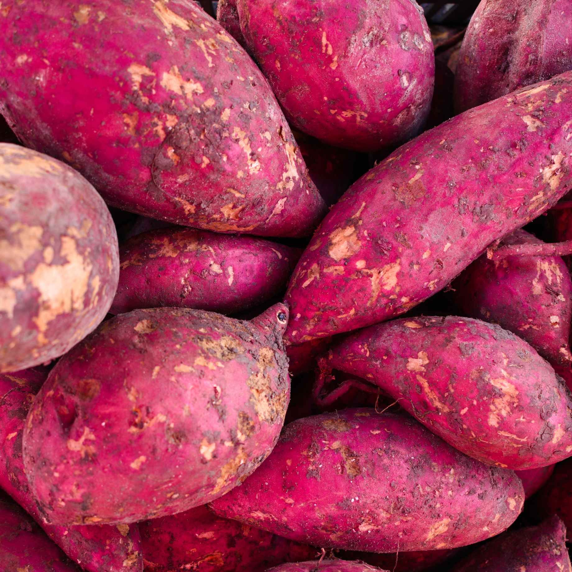 'Erato Violet' Sweet Potato Plant - Image 2