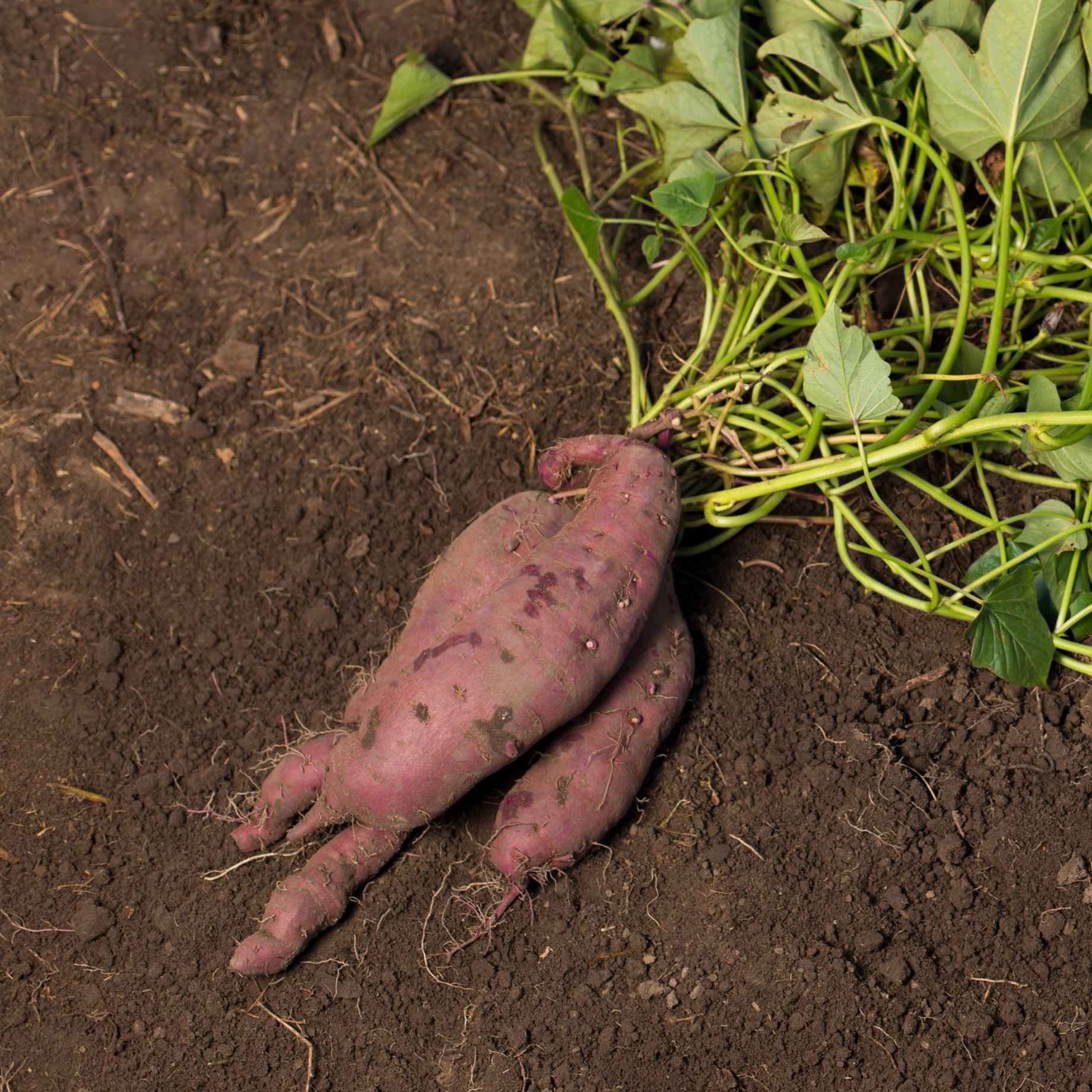 'Erato Violet' Sweet Potato Plant - Image 4