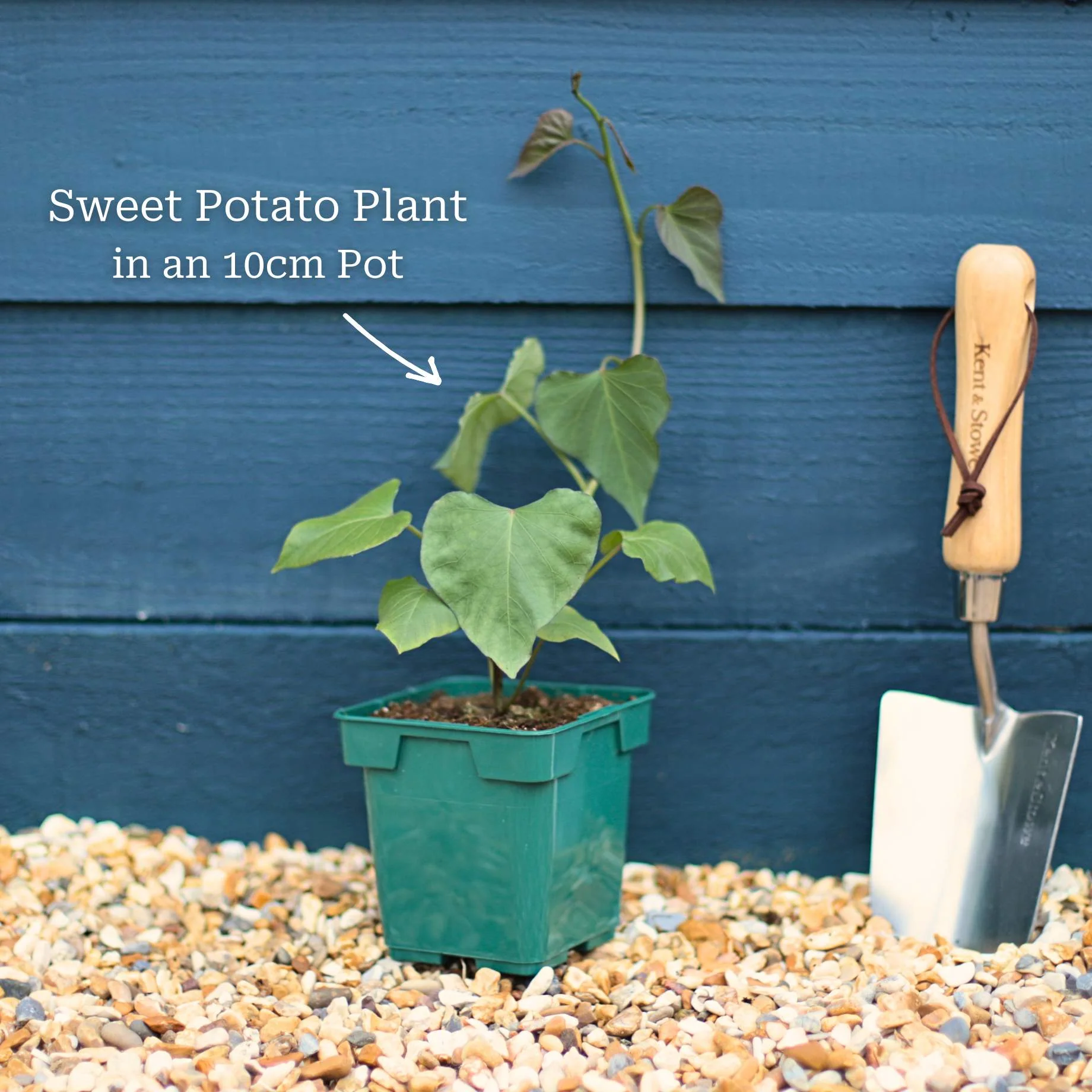 'Erato Violet' Sweet Potato Plant - Image 5