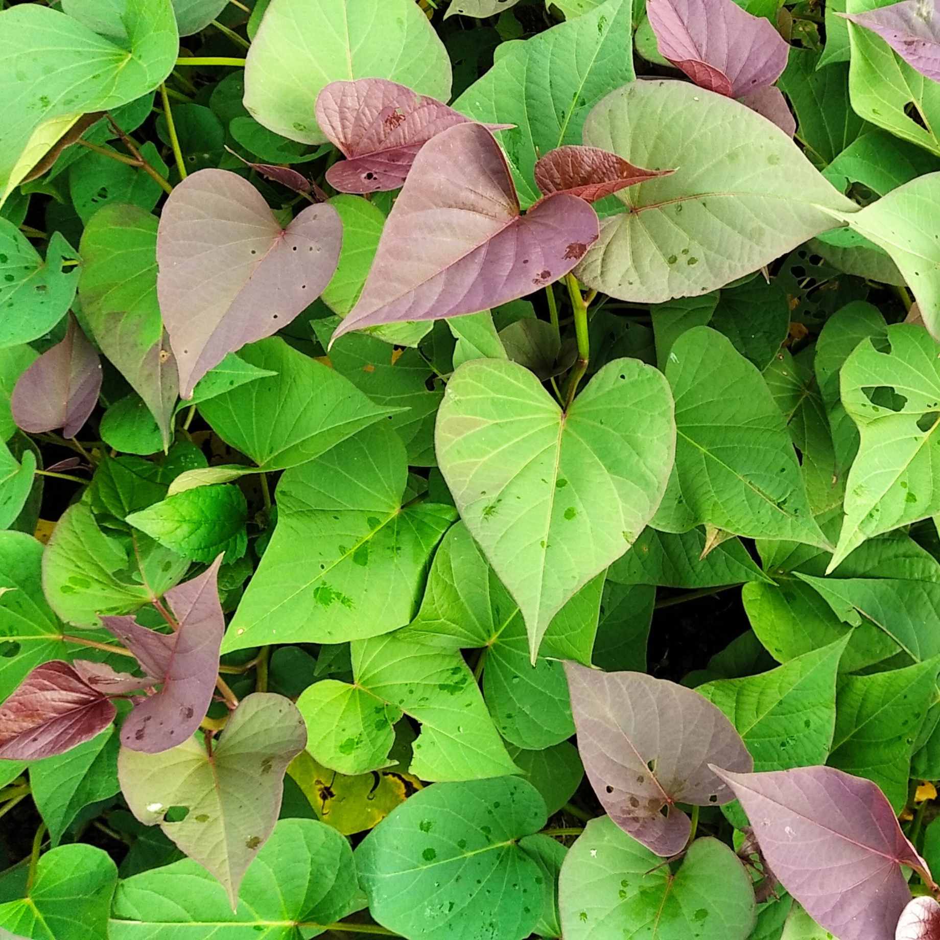 'Erato White' Sweet Potato Plant - Image 3