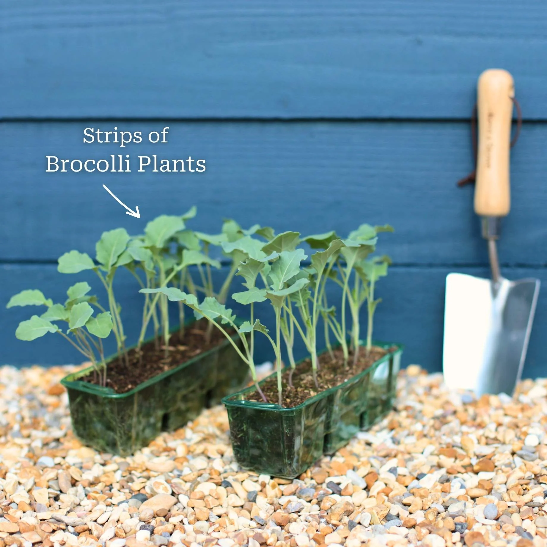 Gourmet Broccoli Plants Collection - Image 6