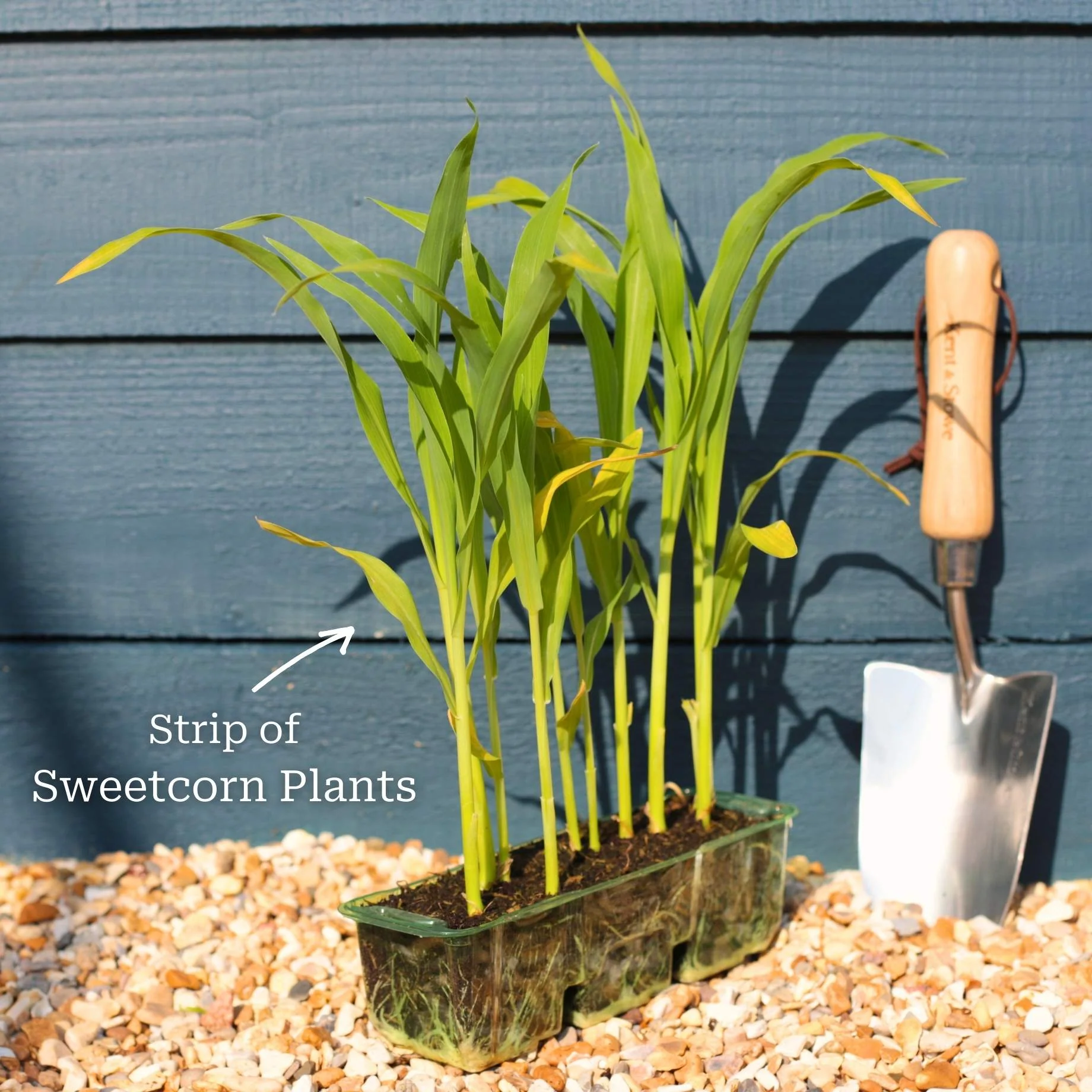 'Earlibird' Extra Sweet Sweetcorn Plants - Image 4