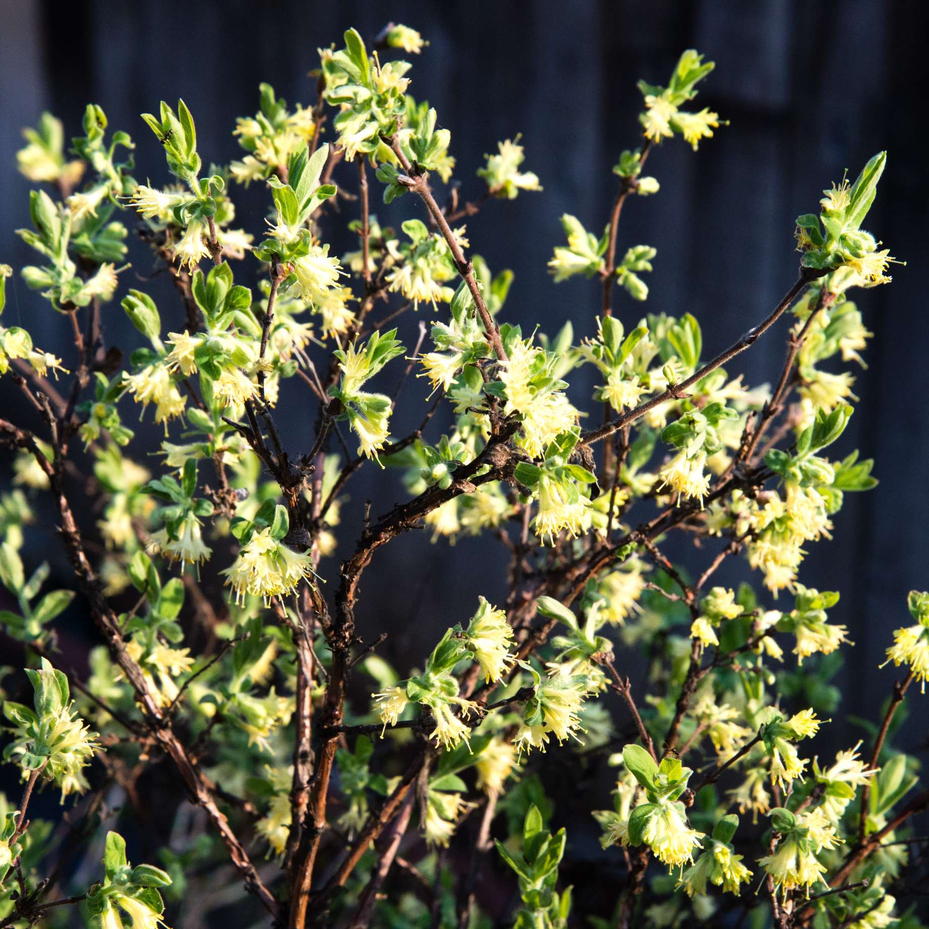 Sweetest Winter Honeysuckle | Lonicera fragrantissima