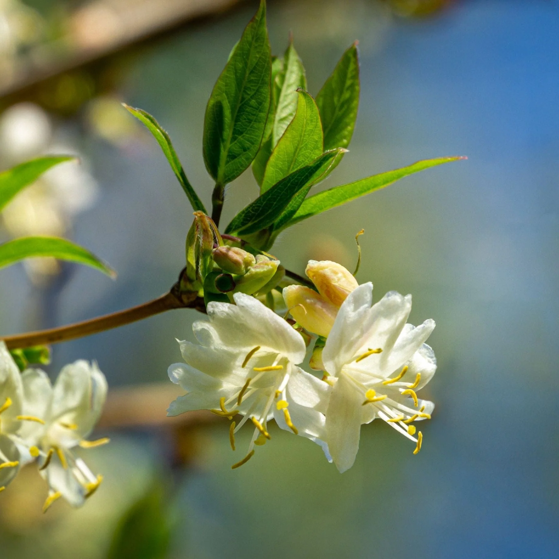 Sweetest Winter Honeysuckle | Lonicera fragrantissima - Image 2