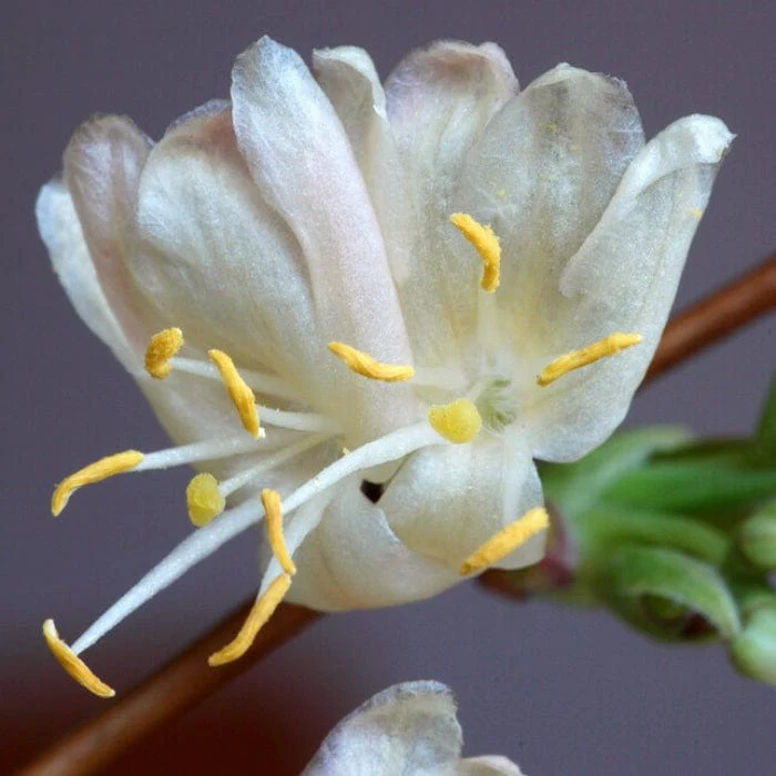 Sweetest Winter Honeysuckle | Lonicera fragrantissima - Image 4