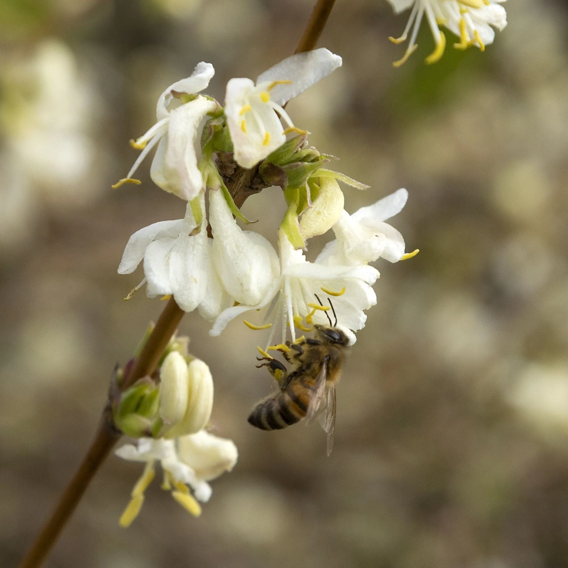 Sweetest Winter Honeysuckle | Lonicera fragrantissima - Image 5