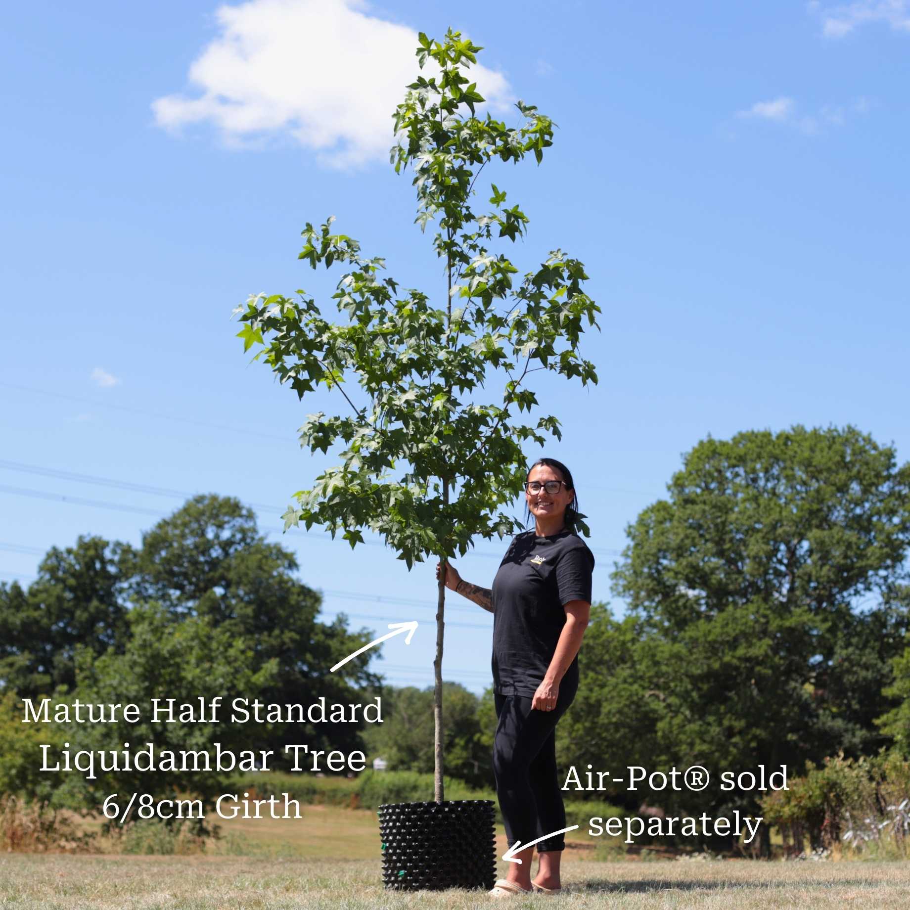 Sweetgum Tree | Liquidambar styraciflua - Image 5