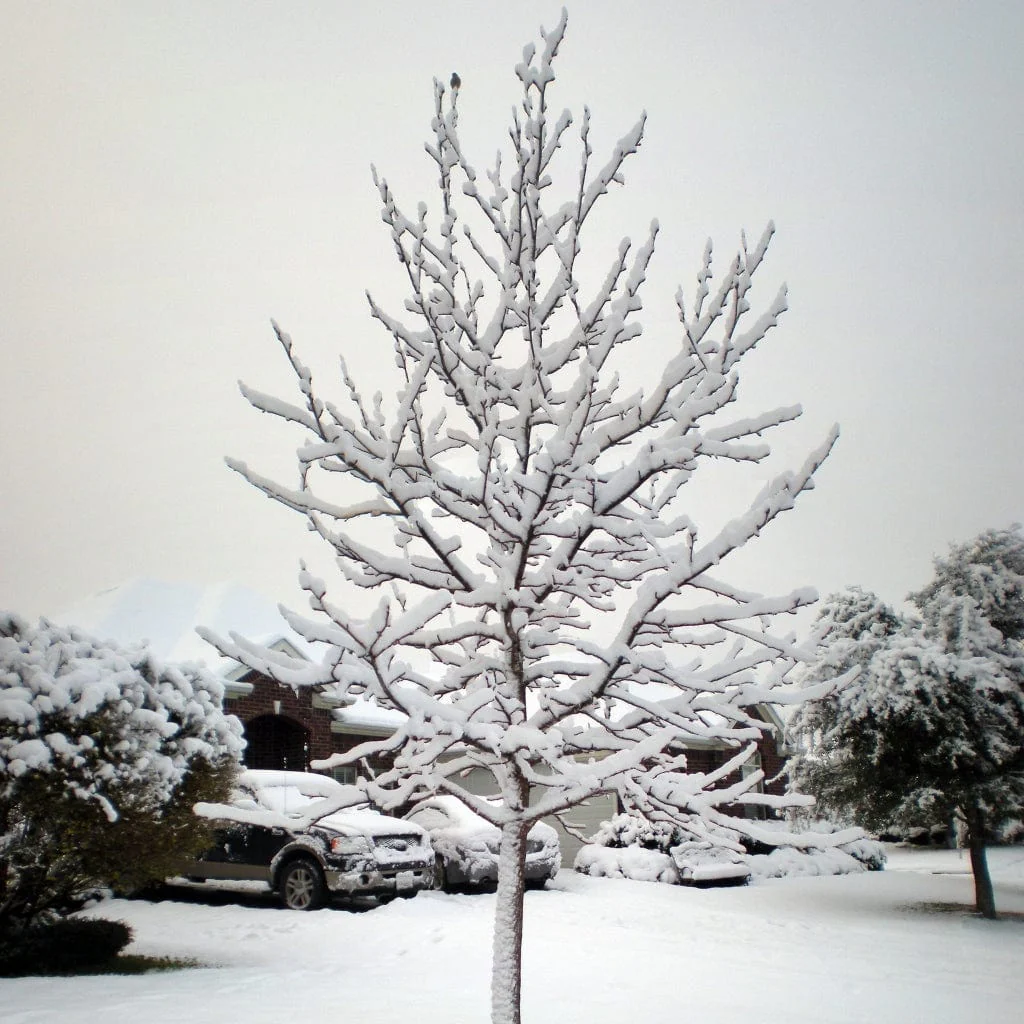 Sweetgum Tree | Liquidambar styraciflua 'Lane Roberts' - Image 5