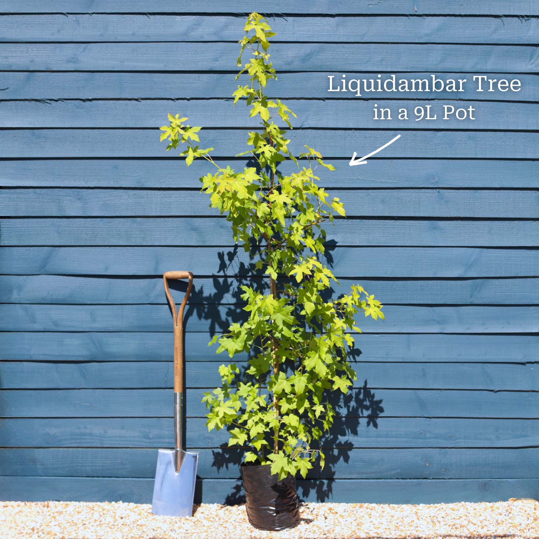 Sweetgum Tree | Liquidambar styraciflua 'Worplesdon' - Image 3