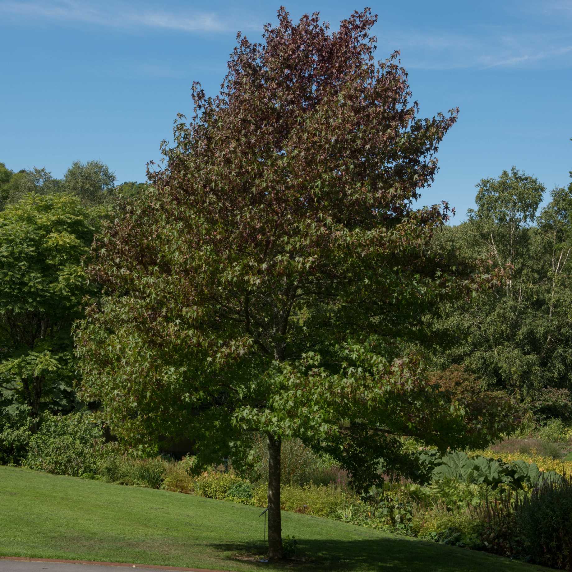Sweetgum Tree | Liquidambar styraciflua 'Worplesdon' - Image 5