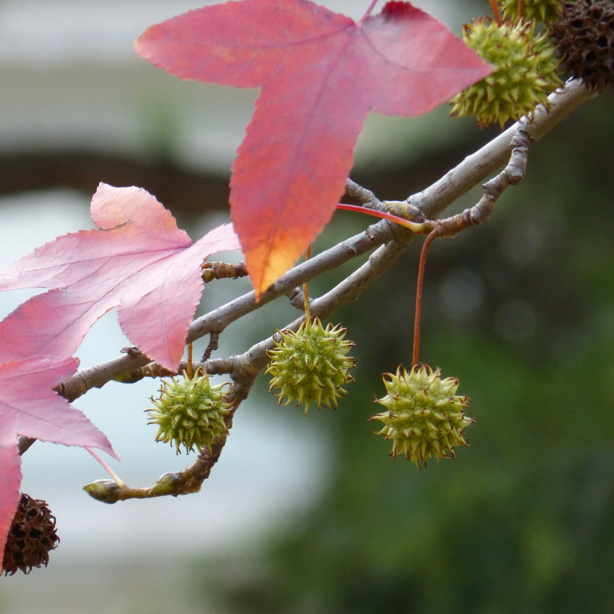 Sweetgum Tree | Liquidambar styraciflua 'Worplesdon' - Image 7