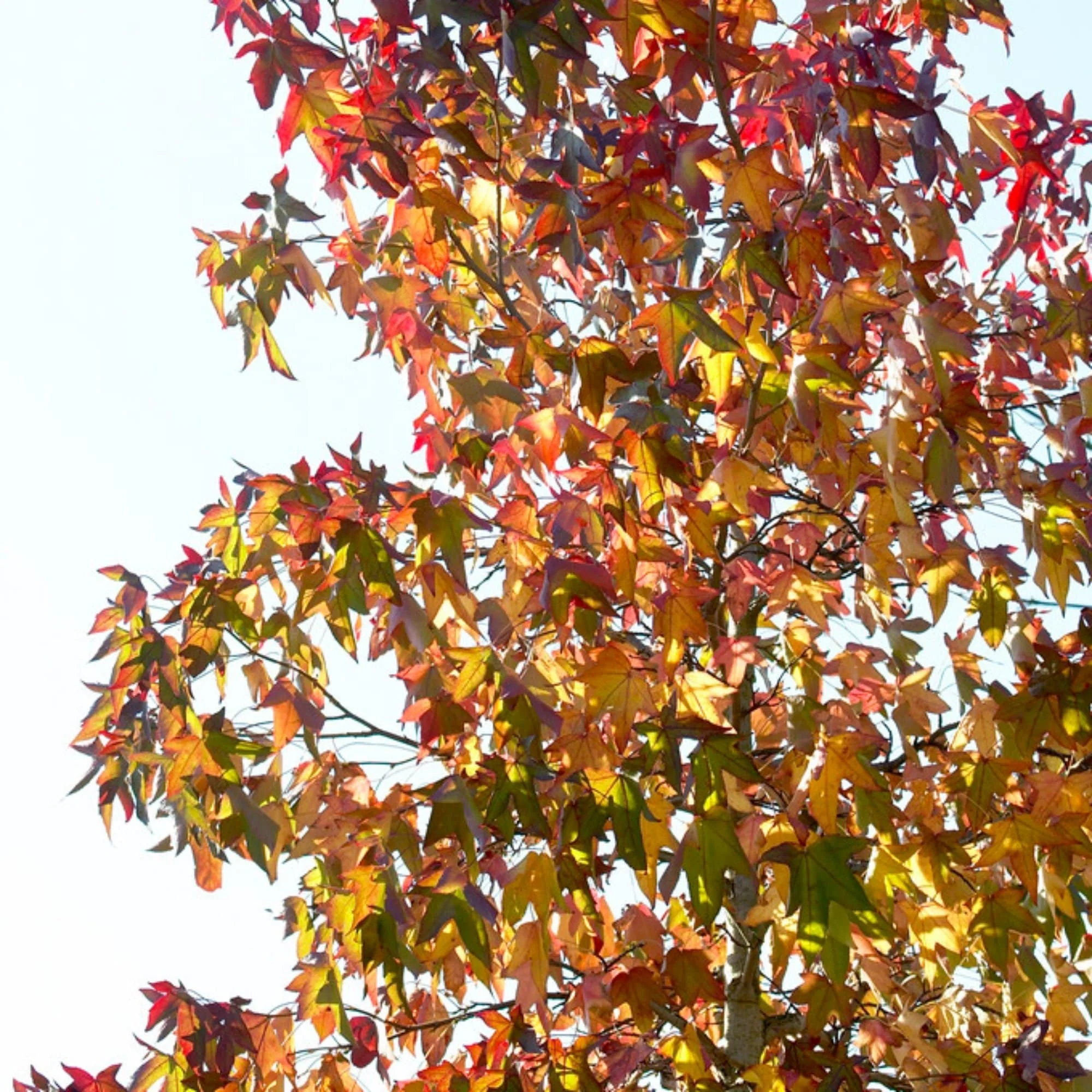 Sweetgum Tree | Liquidambar styraciflua 'Worplesdon' - Image 8