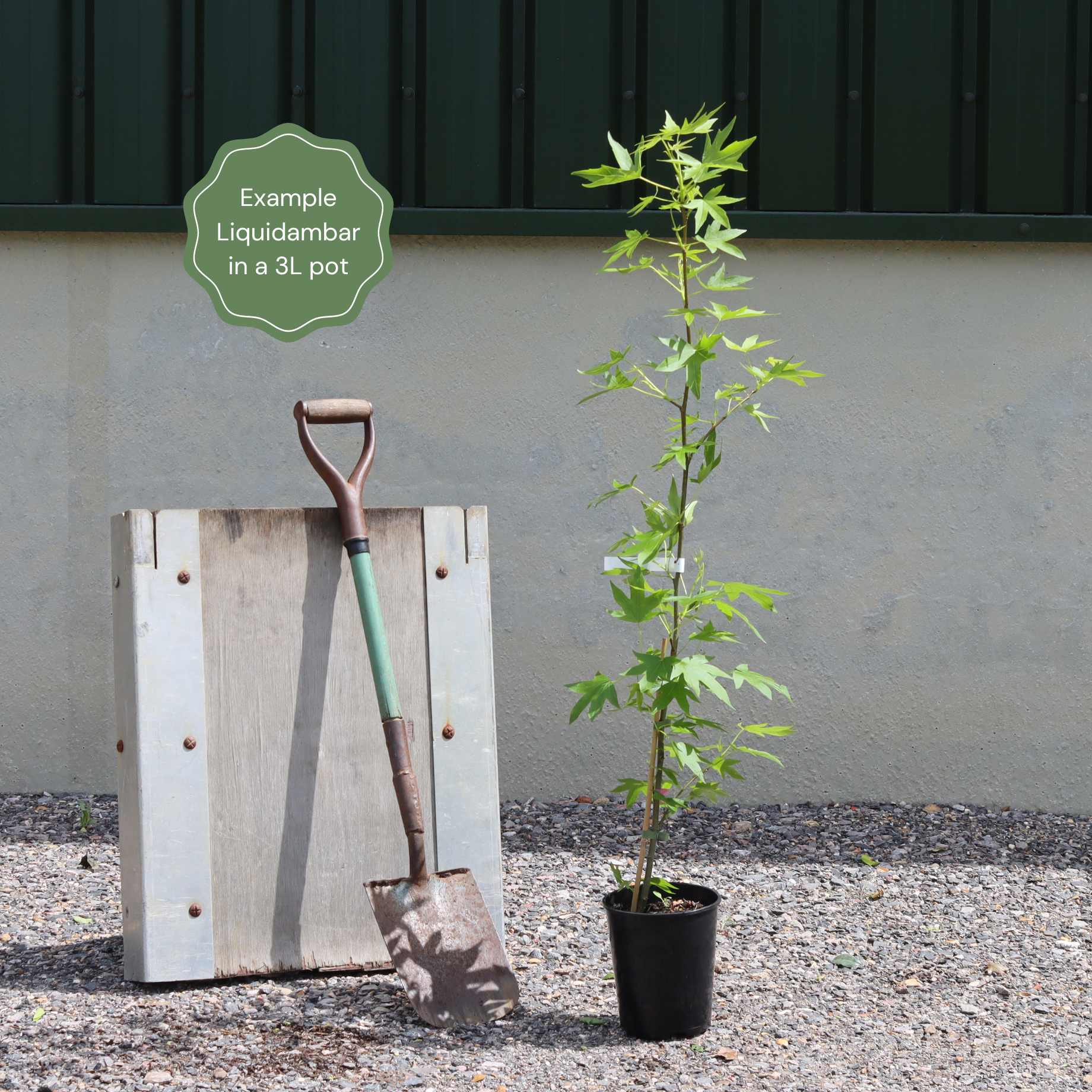 Sweetgum Tree | Liquidambar styraciflua 'Worplesdon' - Image 9