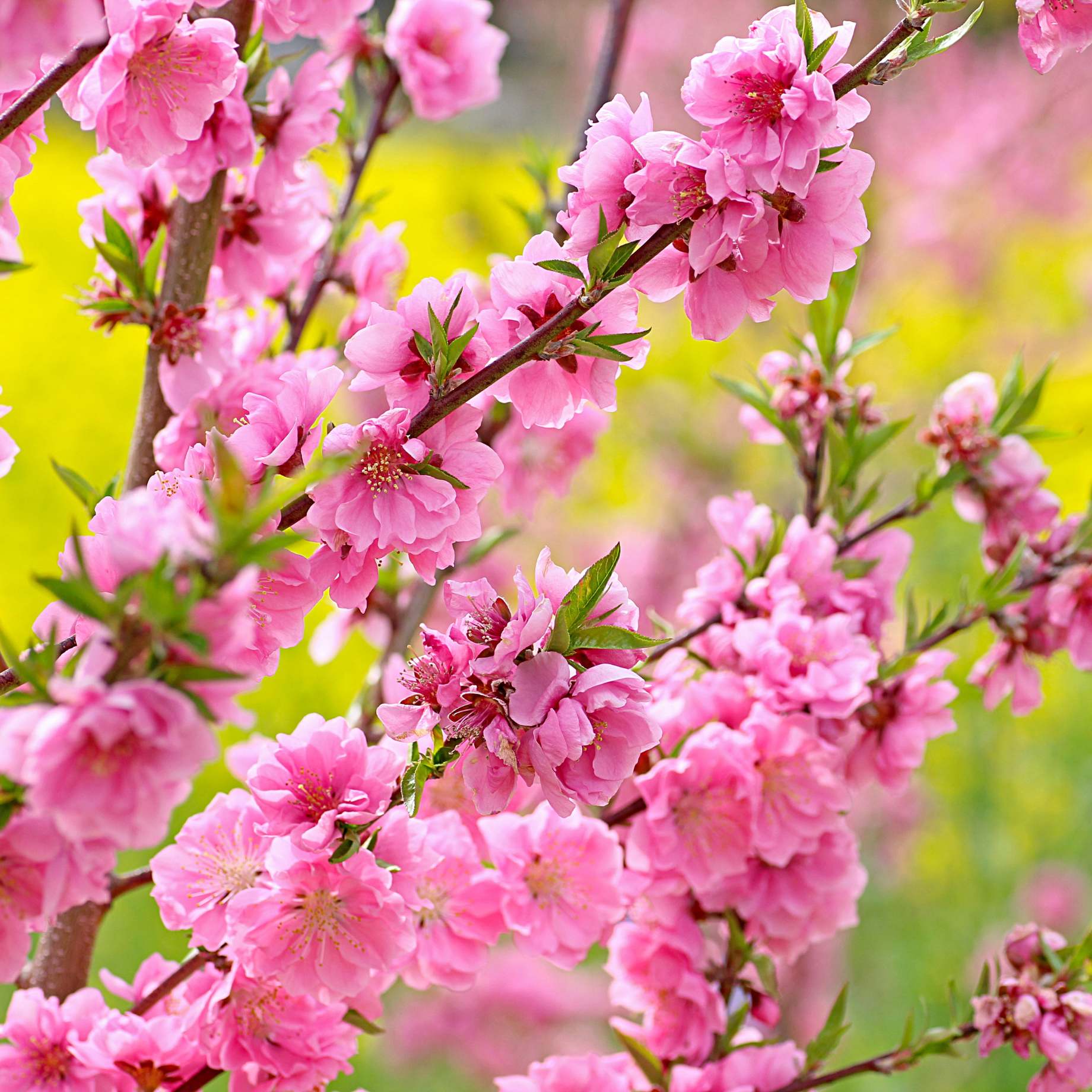 'Taoflora Pink' Peach Tree