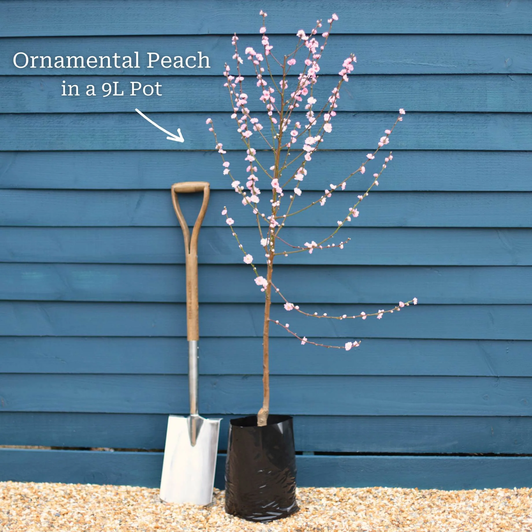 'Taoflora Pink' Peach Tree - Image 2