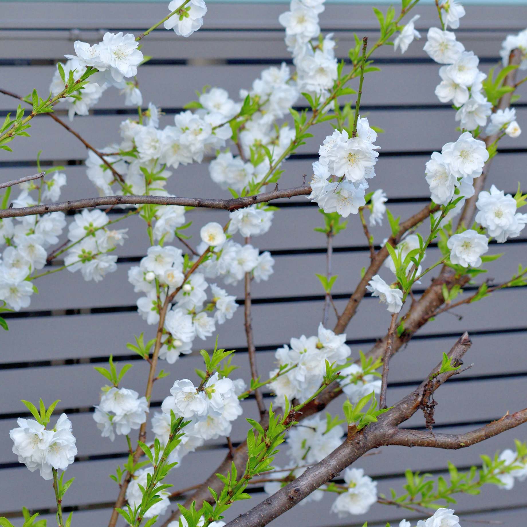 'Taoflora White' Peach Tree