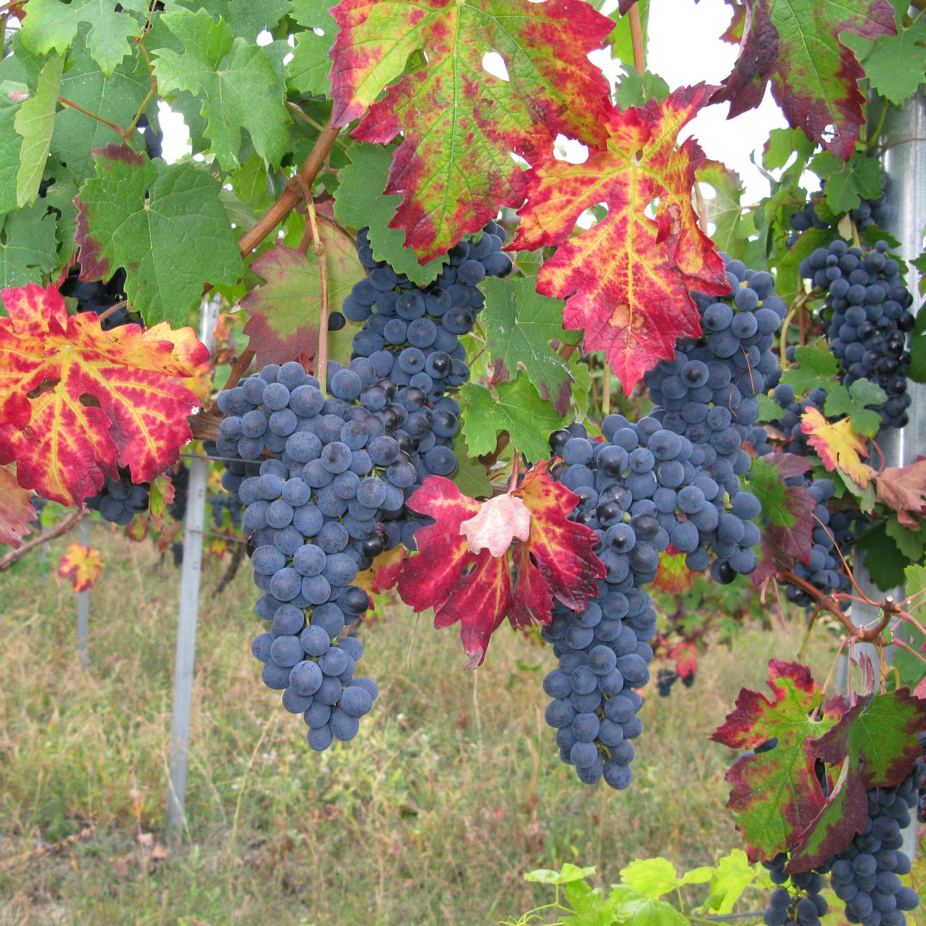 Teinturier Grape | Vitis vinifera 'Purpurea'