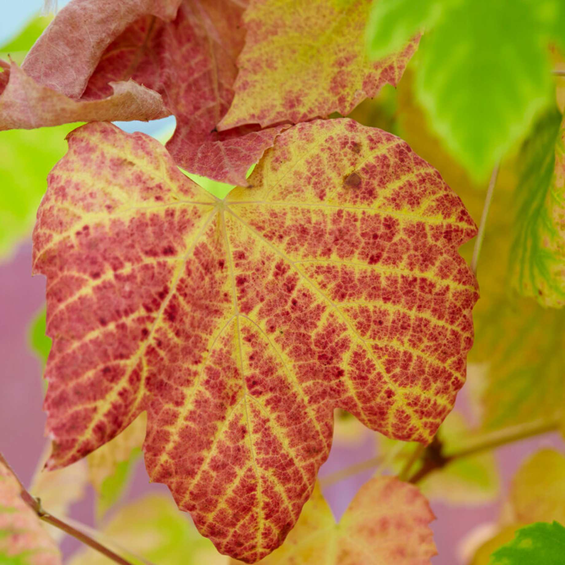 Teinturier Grape | Vitis vinifera 'Purpurea' - Image 2