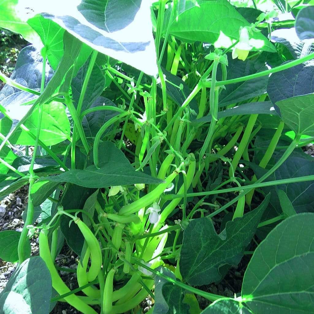'Tendergreen' Dwarf French Green Bean Plants - Image 3