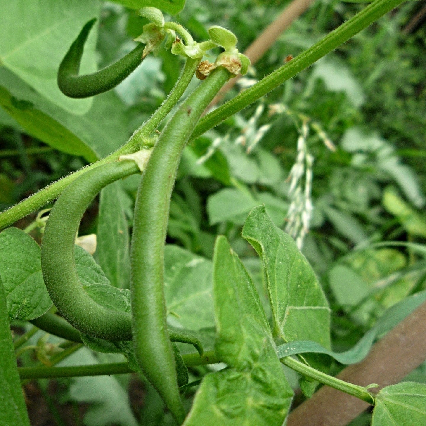 'Tendergreen' Dwarf French Green Bean Plants - Image 4