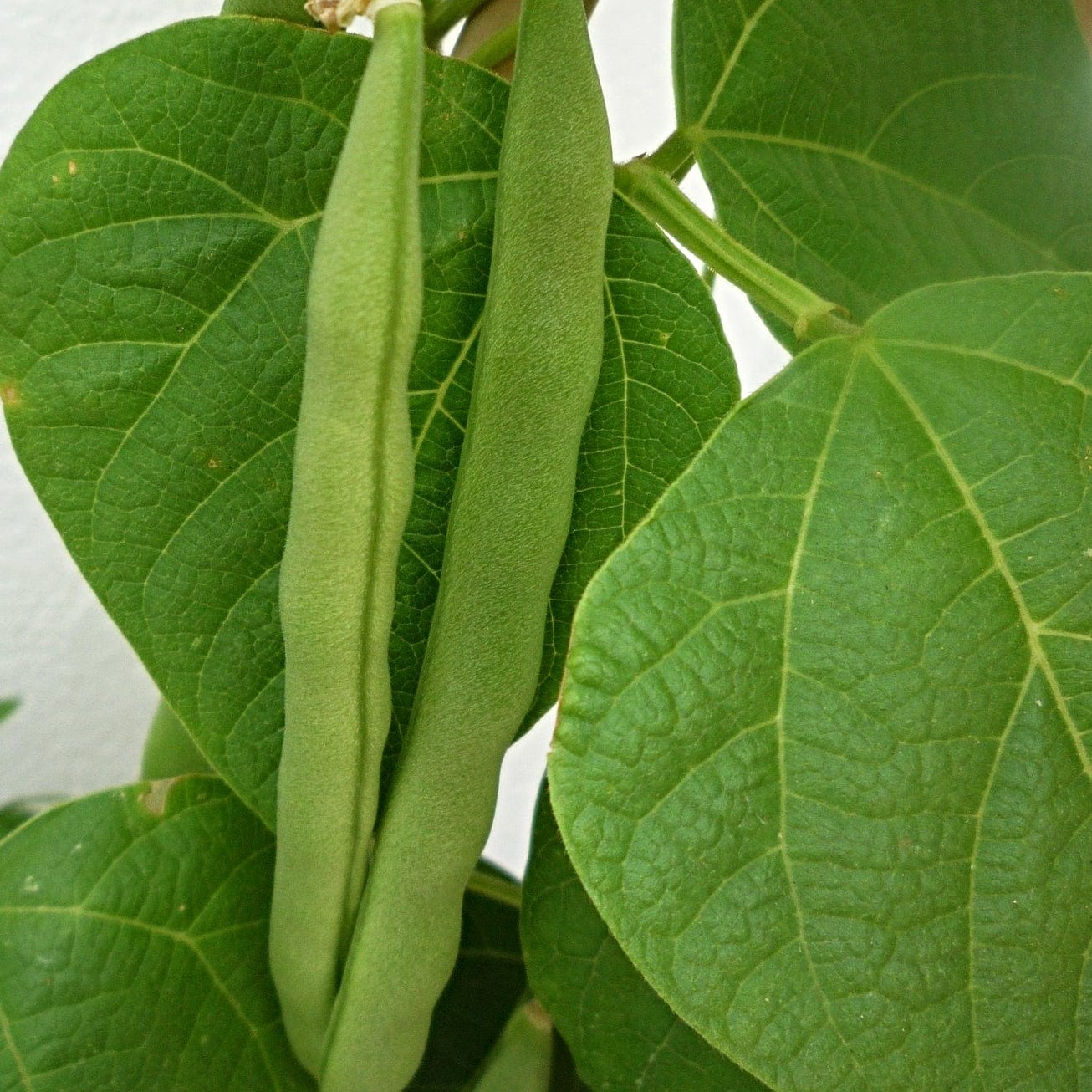 'Tendergreen' Dwarf French Green Bean Plants - Image 5