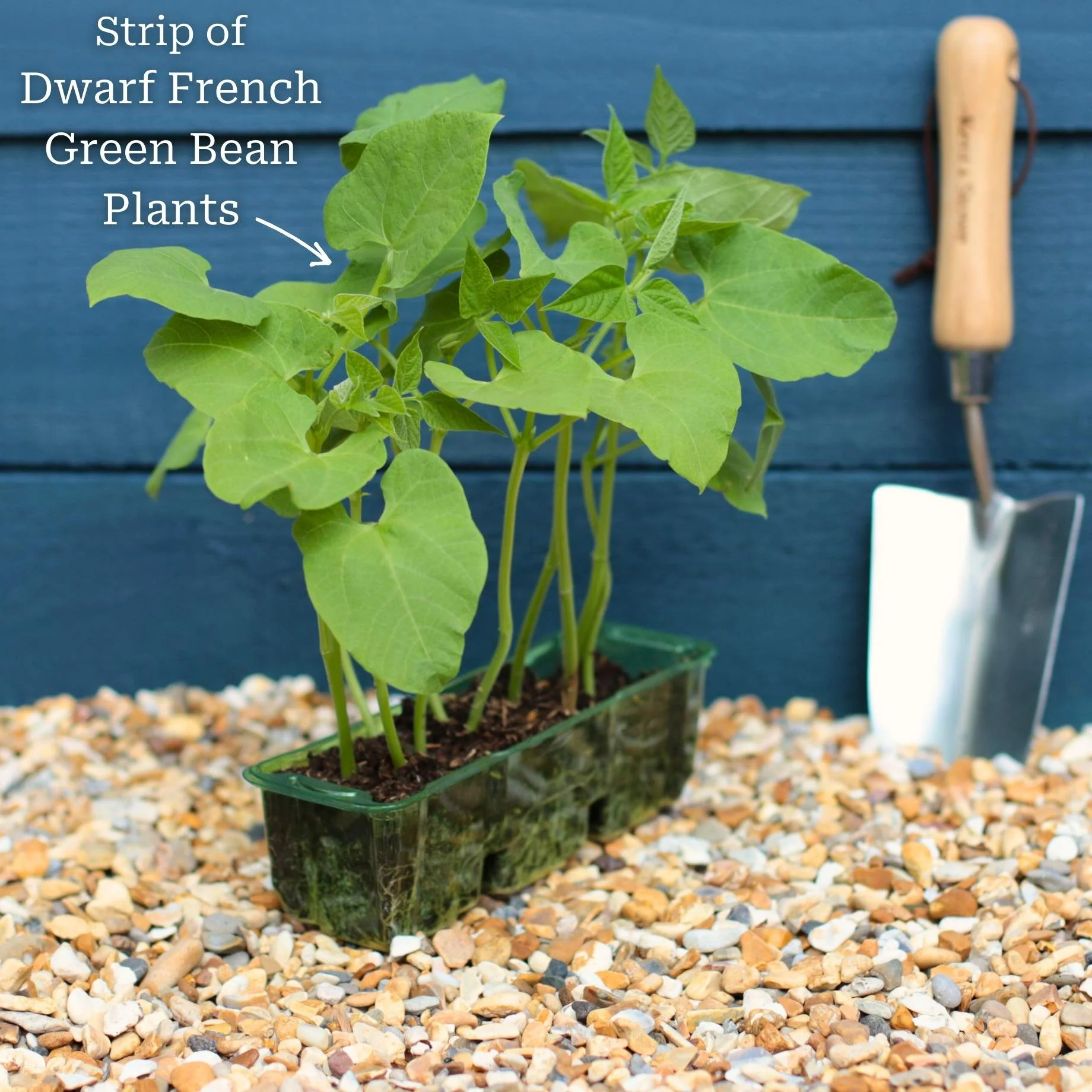 'Tendergreen' Dwarf French Green Bean Plants - Image 7
