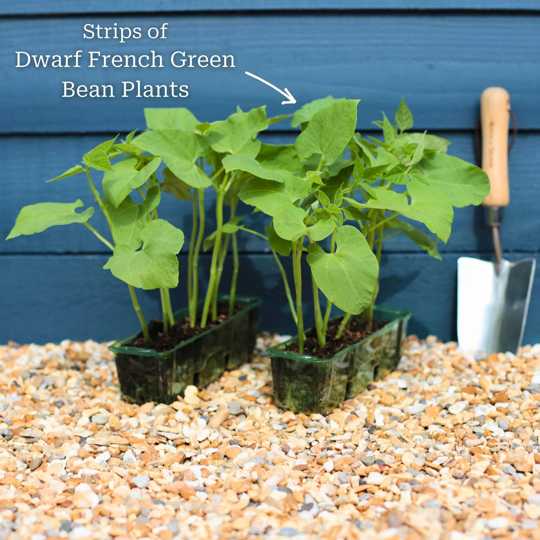 'Tendergreen' Dwarf French Green Bean Plants - Image 8