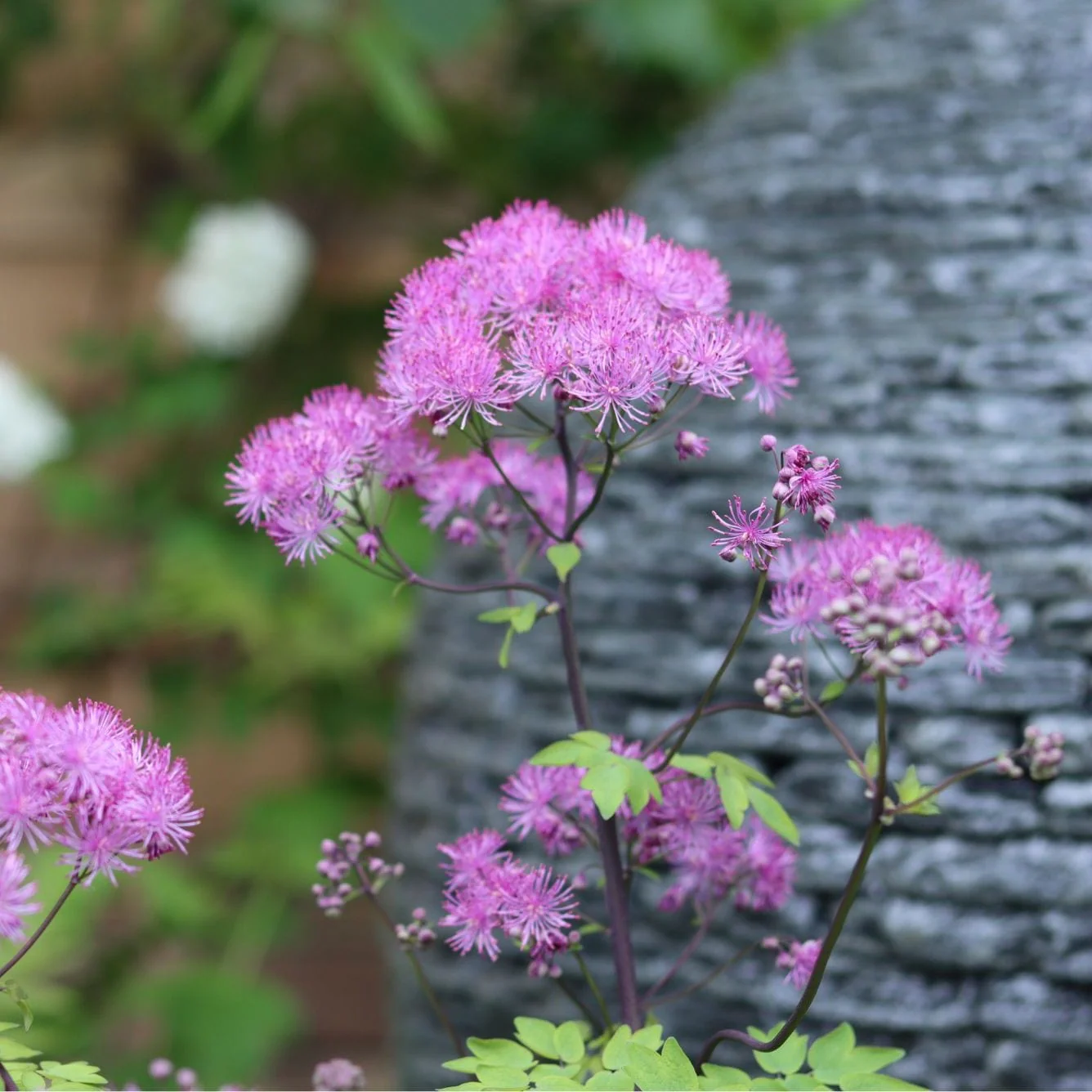 Thalictrum 'Black Stockings'