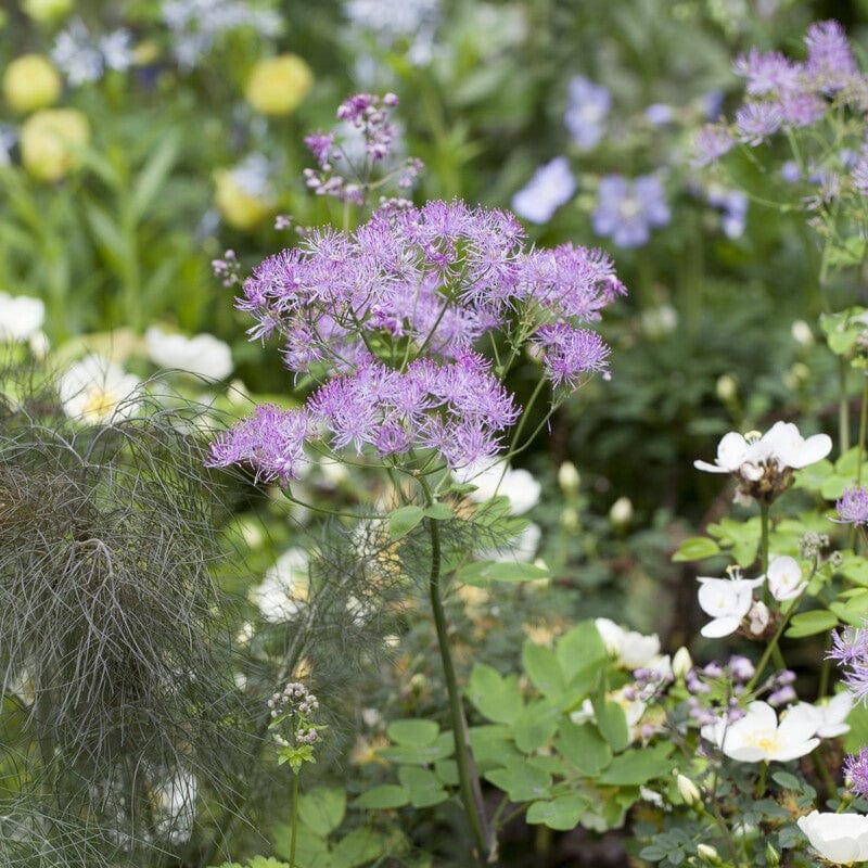 Thalictrum 'Black Stockings' - Image 2