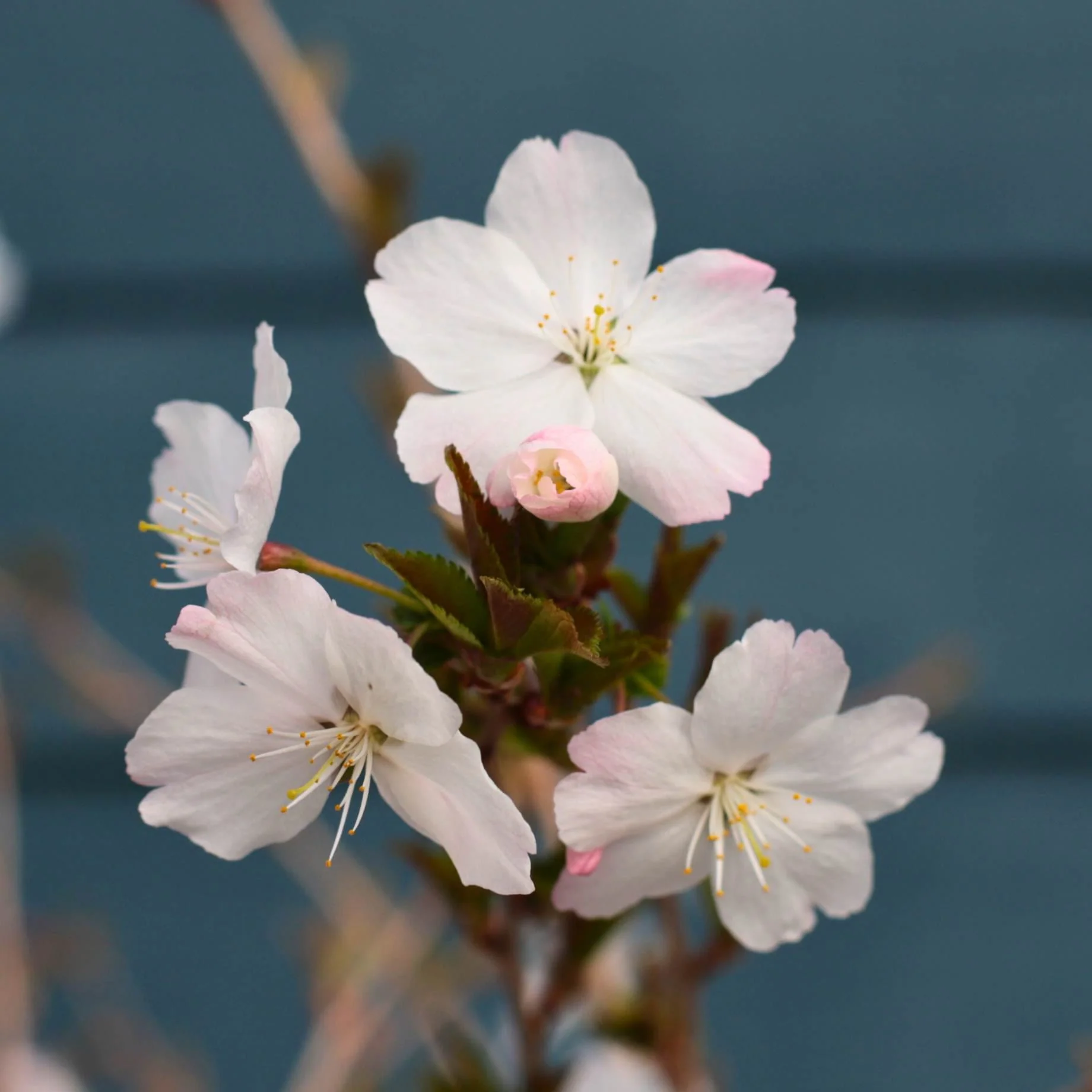 'The Bride' Cherry Blossom Tree | Prunus incisa - Image 3