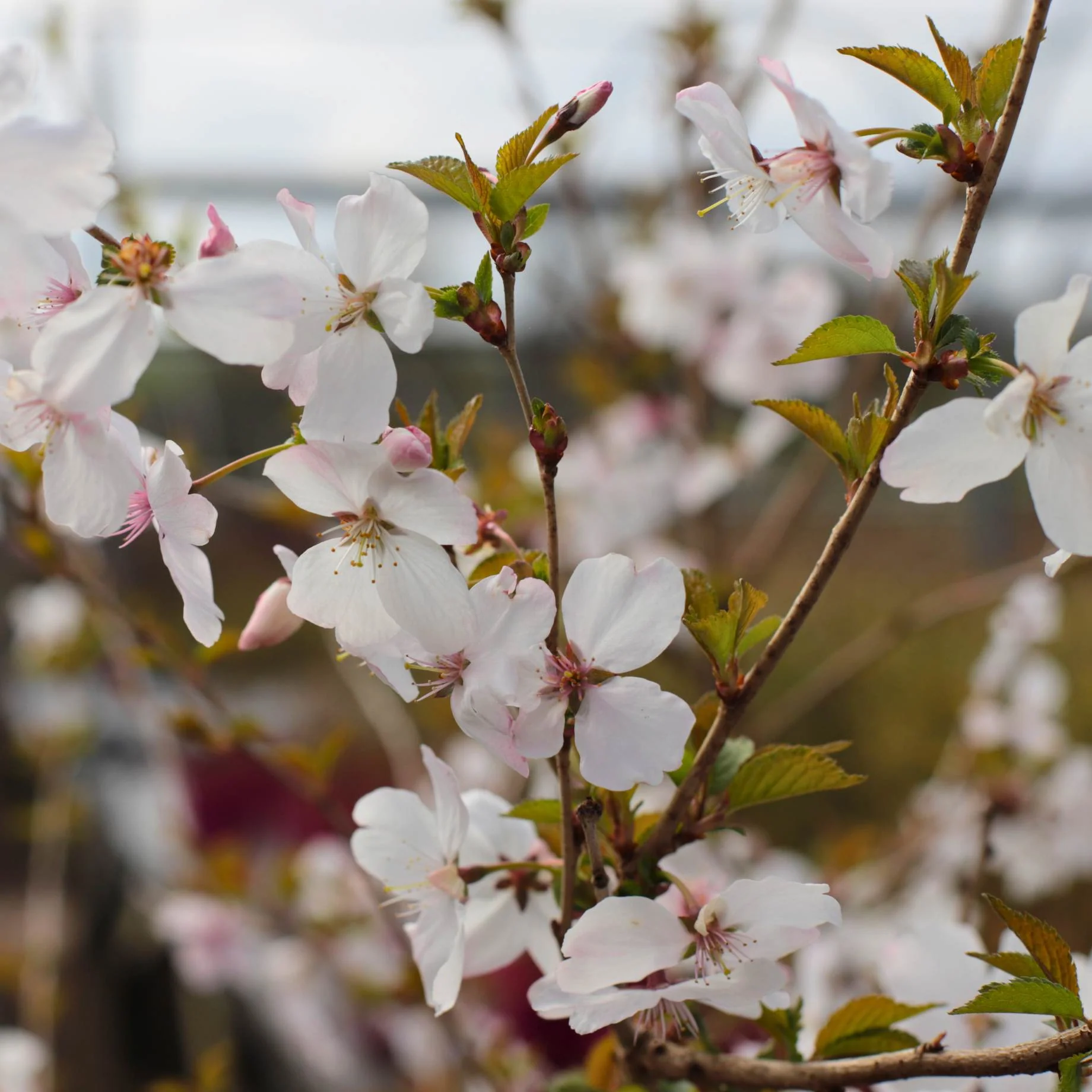 'The Bride' Cherry Blossom Tree | Prunus incisa - Image 5