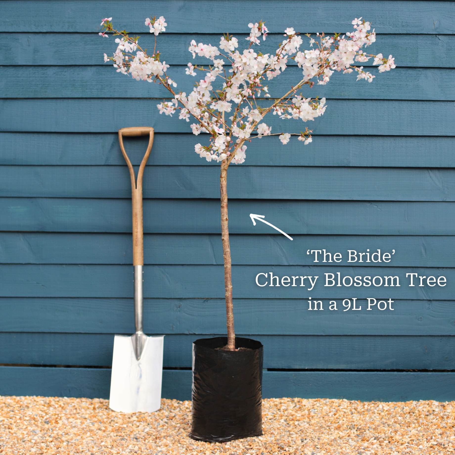 'The Bride' Cherry Blossom Tree | Prunus incisa - Image 6
