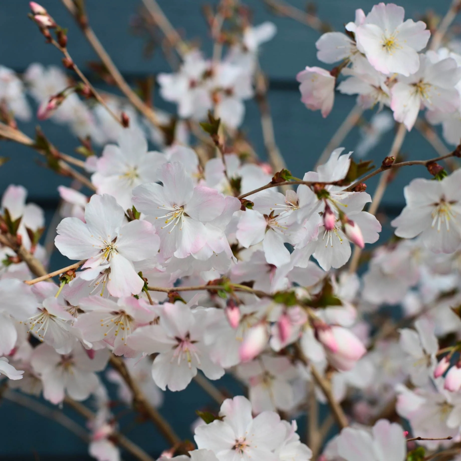 'The Bride' Cherry Blossom Tree | Prunus incisa - Image 7