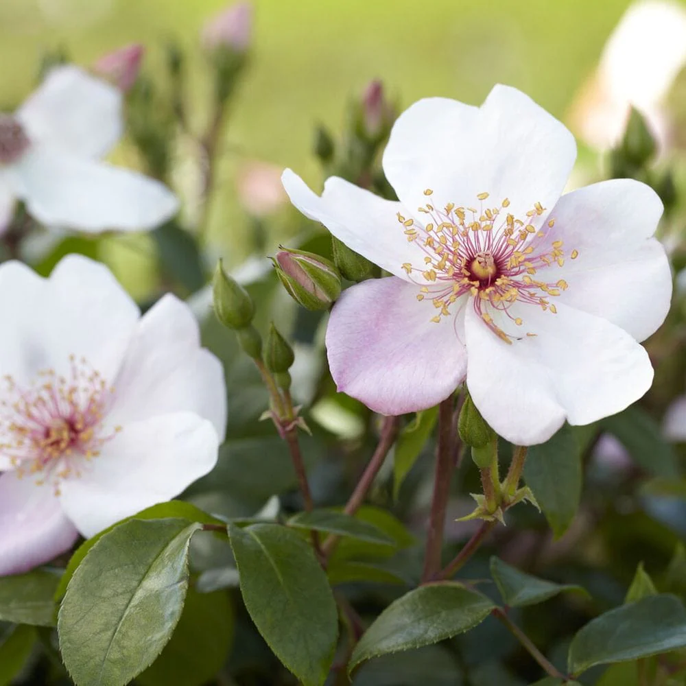 'The Charlatan (Sweet Pretty)' Floribunda Rose