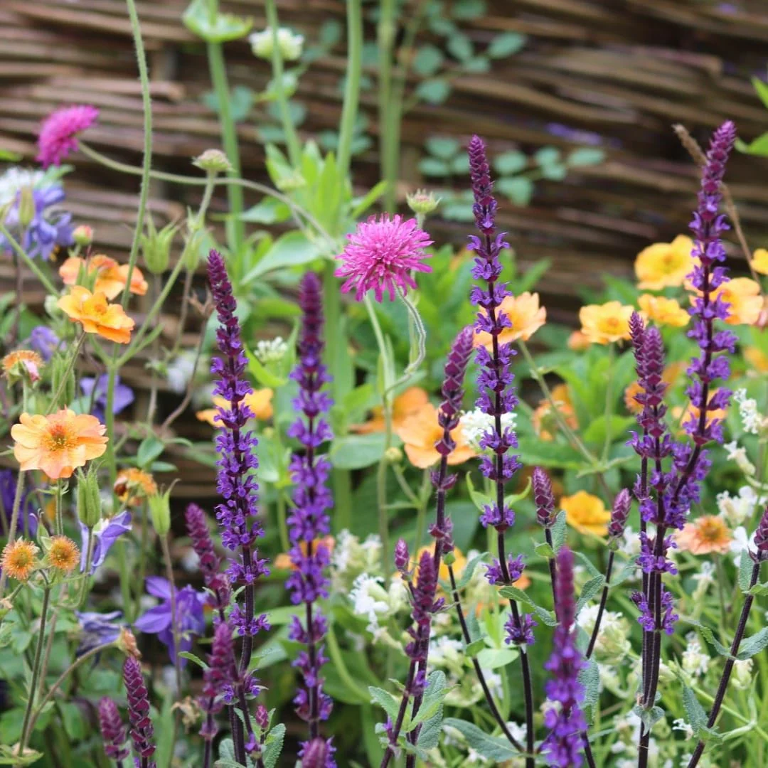 The Contemporary Cottage Garden Collection | Cottage Garden Plants
