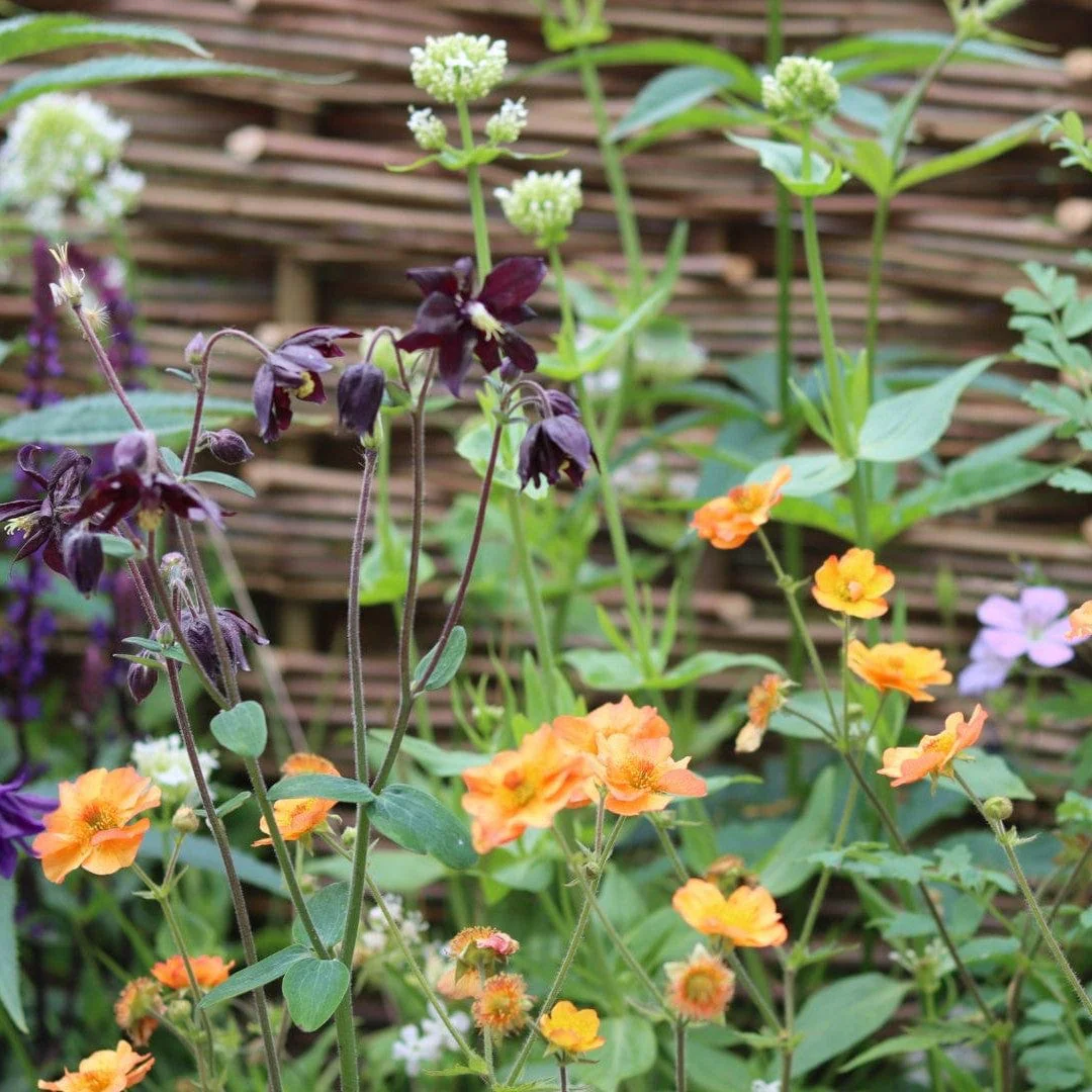 The Contemporary Cottage Garden Collection | Cottage Garden Plants - Image 2