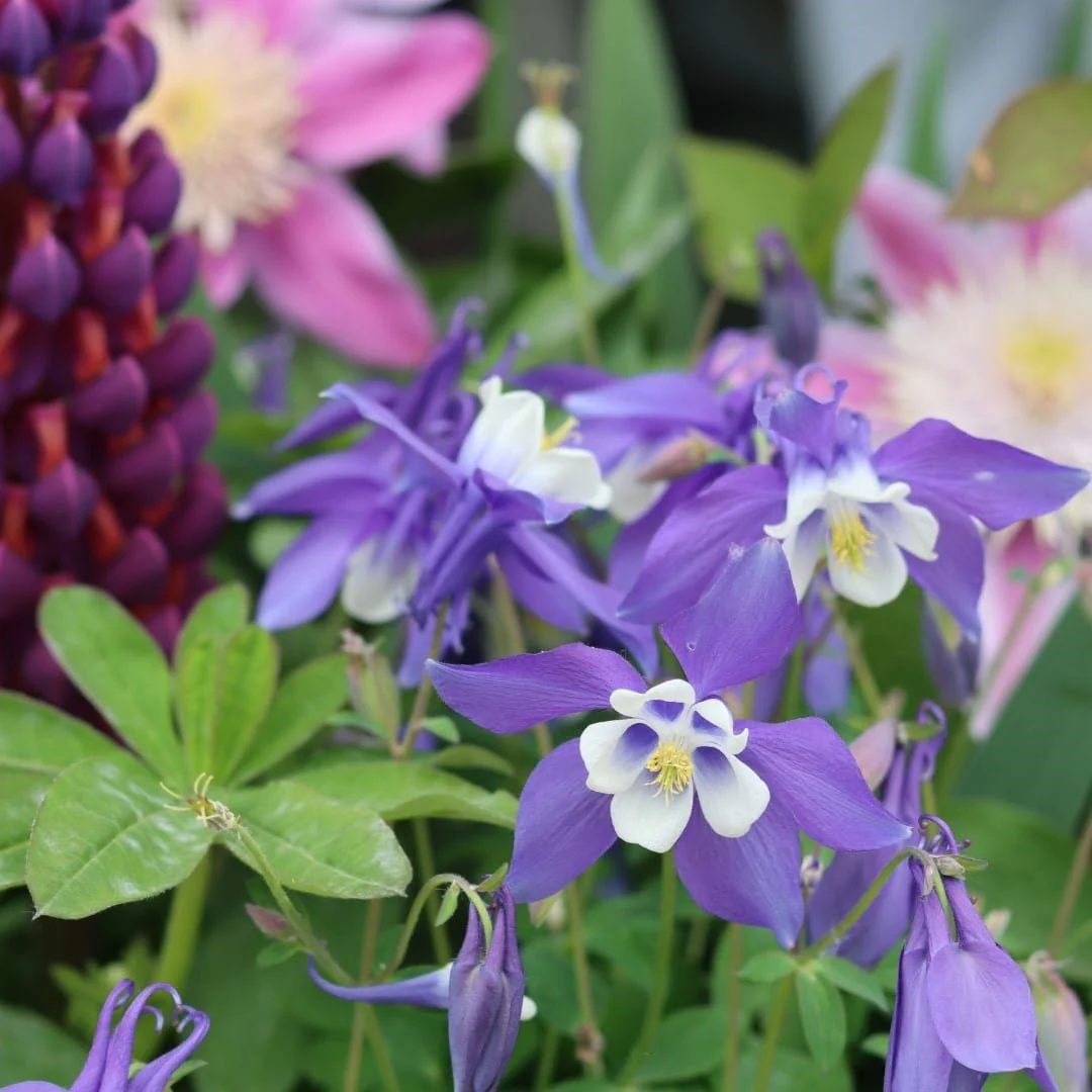 The Contemporary Cottage Garden Collection | Cottage Garden Plants - Image 3