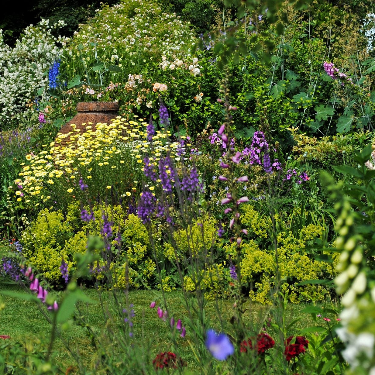 The Contemporary Cottage Garden Collection | Cottage Garden Plants - Image 4