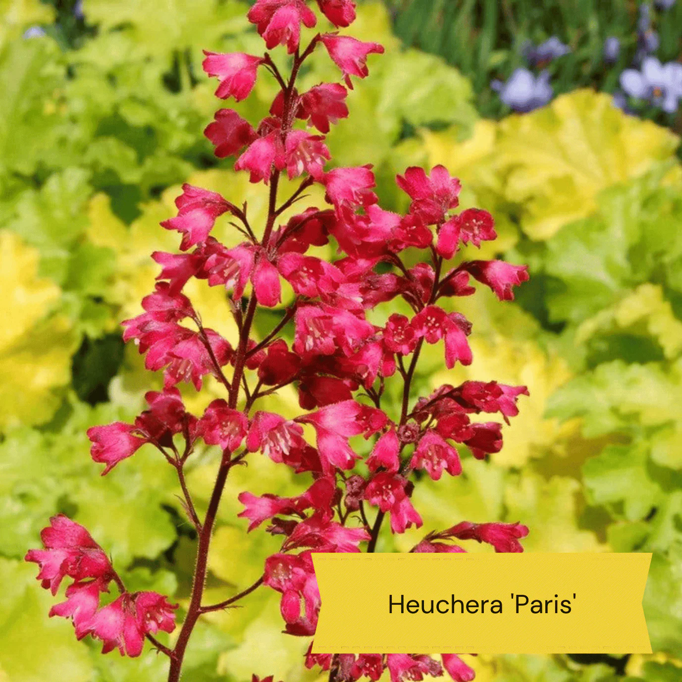Warm Summer Flowering Perennial Collection - Image 10