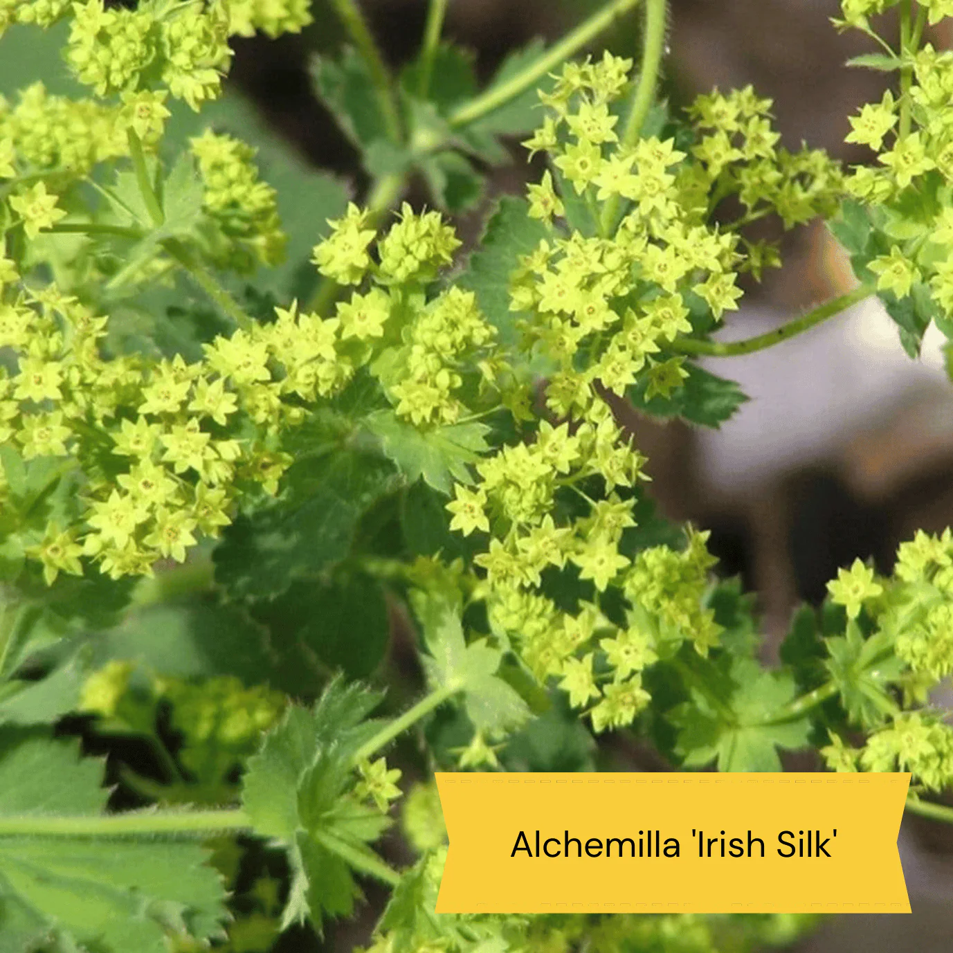 Warm Summer Flowering Perennial Collection - Image 4