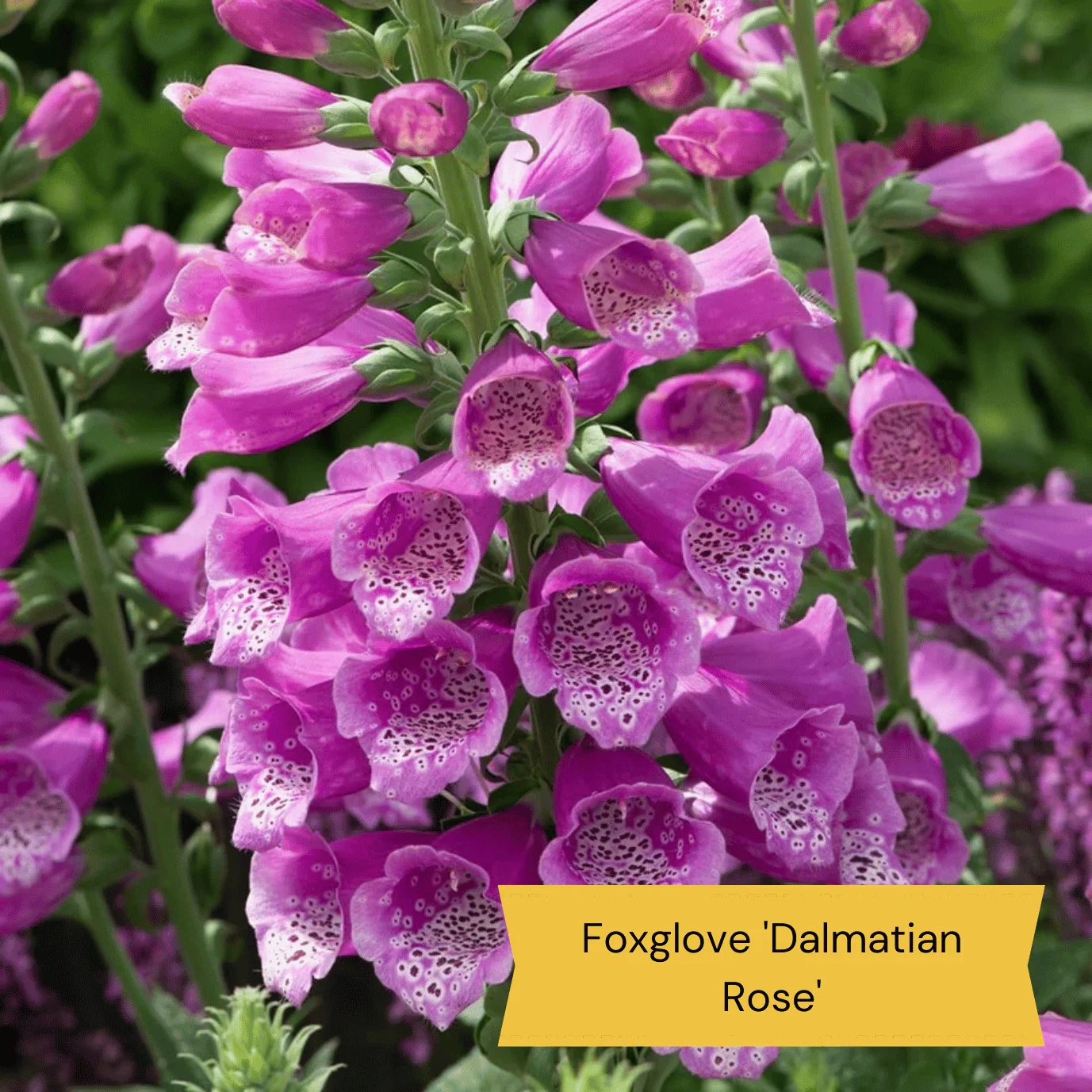 Warm Summer Flowering Perennial Collection - Image 6