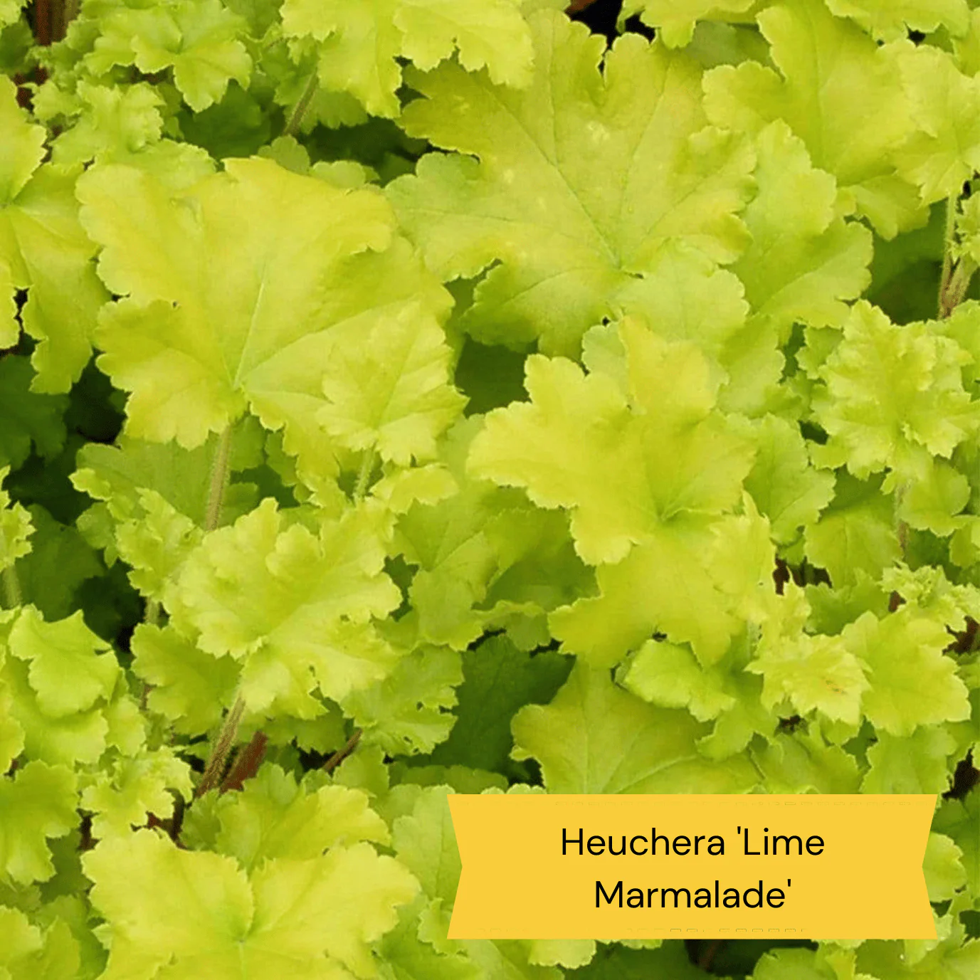Warm Summer Flowering Perennial Collection - Image 9