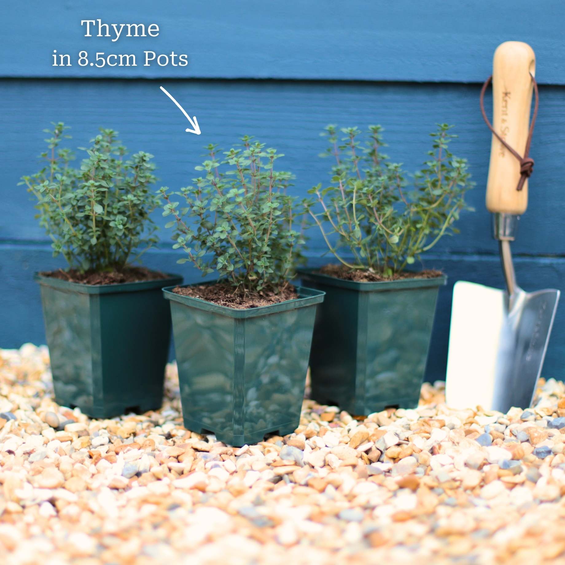 Thyme Plants - Image 4