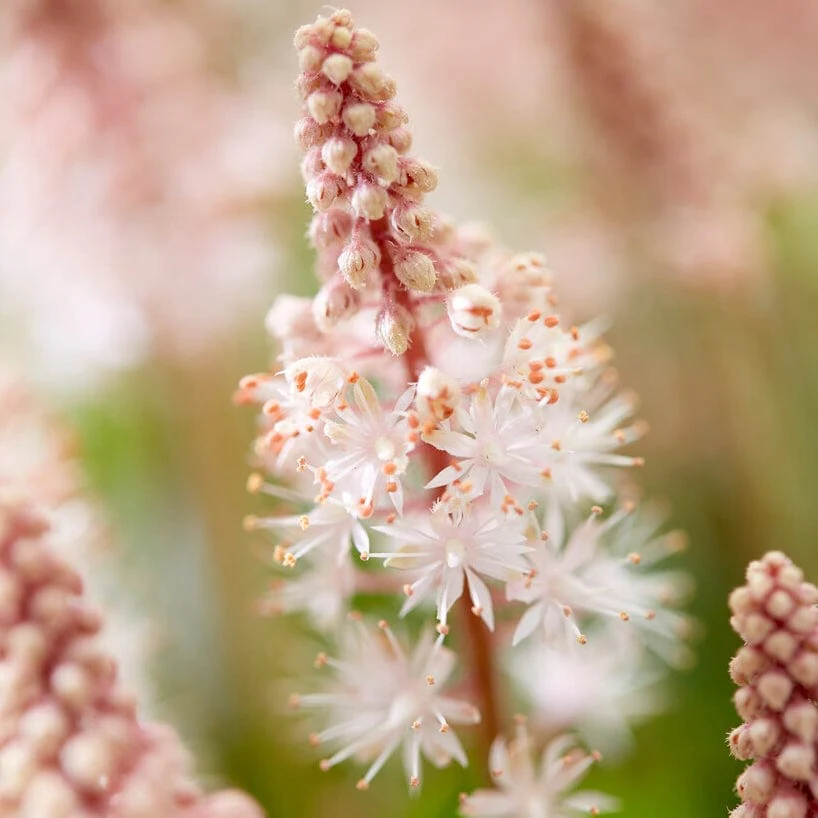 Tiarella 'Pink Skyrocket'