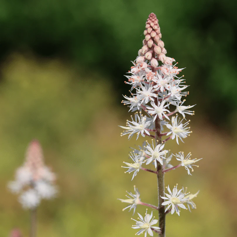 Tiarella 'Pink Skyrocket' - Image 3