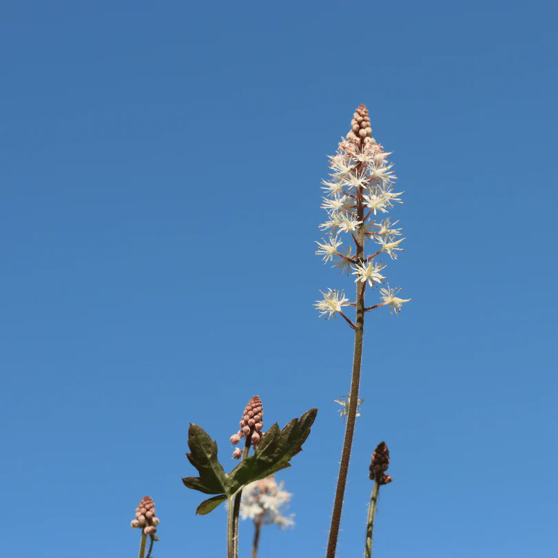 Tiarella 'Pink Skyrocket' - Image 4