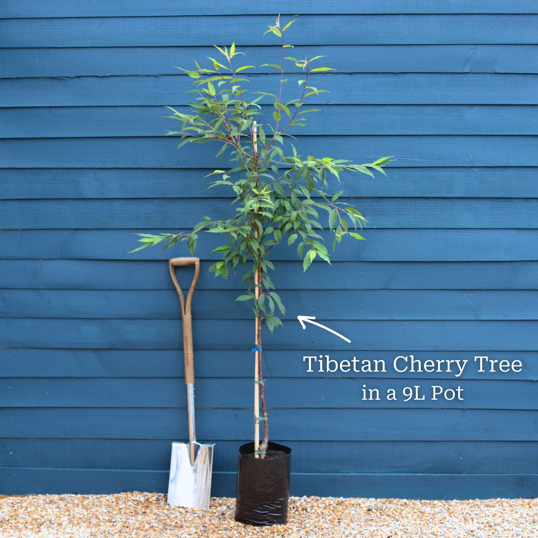 Single Stem Tibetan Cherry Tree | Prunus serrula - Image 4