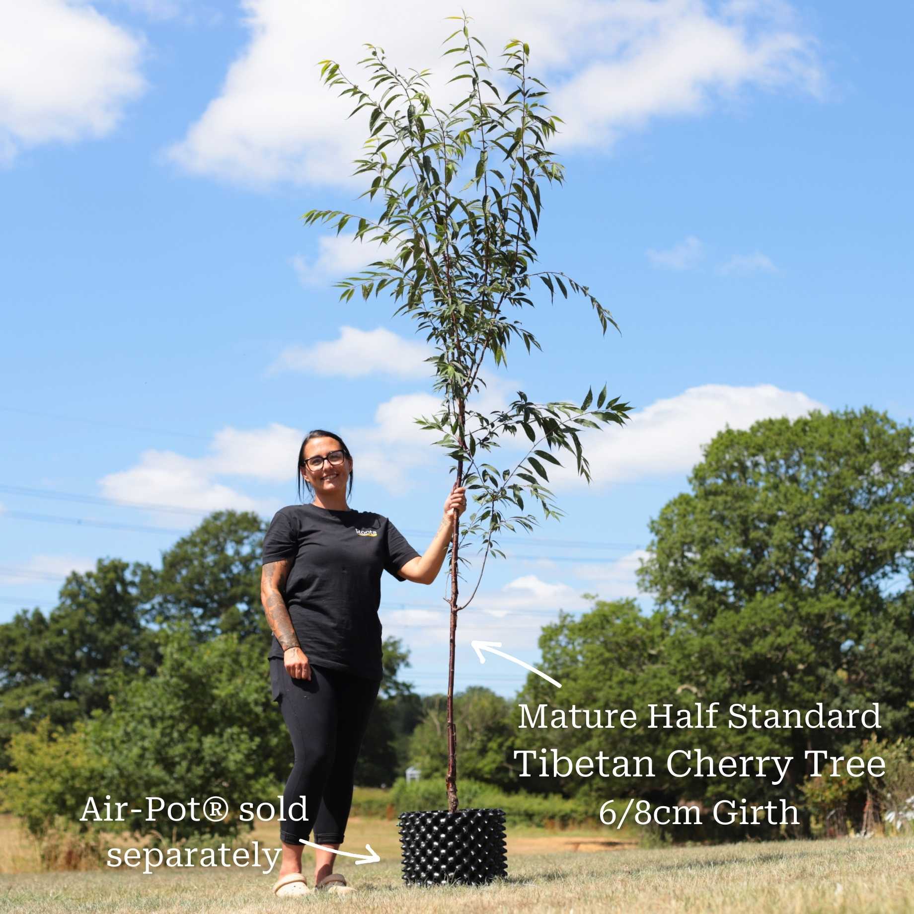 Single Stem Tibetan Cherry Tree | Prunus serrula - Image 5